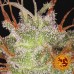 Amnesia Lemon - Barney's Farm